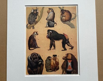 1940s Primates Original Vintage Print - Mounted and Matted - Marmoset, Pigtail Monkey, Lemur, Mangabey, Mandrill, Baboon - Available Framed