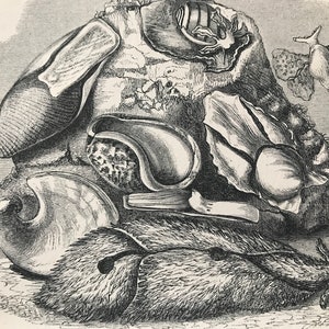 May include: A vintage monochrome illustration showcasing a collection of seashells and marine creatures. The image presents detailed drawings of diverse shell forms, textures, and sizes, including a large, textured shell and a sea slug.