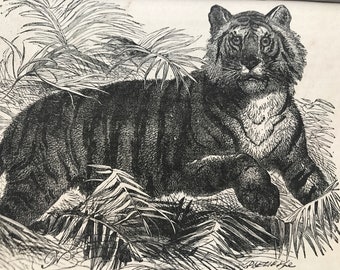 1896 Tiger Original Antiker Druck - Wildtier - Naturgeschichte - montiert und mattiert - verfügbar gerahmt