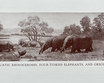 1935 Aquatic Rhinoceroses, Four-Tusked Elephants and Oreodons Original Antique Print - Prehistoric - Mounted and Matted - Available Framed