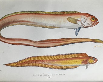 1877 Red Bandfish and Variety Original Antique Print - Fish - Fishing - Marine Decor - Mounted and Matted - Available Framed