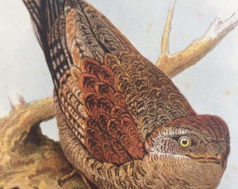 1880 The Tawny Goatsucker Original Antique Matted Chromolithograph - Ornithology - Bird Decor - Wildlife - Decorative Art