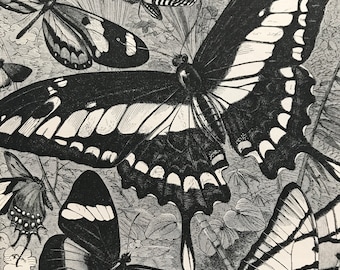 1863 Butterflies Original Antique Print - Lepidoptera - Entomology - Insect - Mounted and Matted - Available Framed