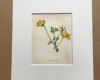 1852 Original Antique Hand-Coloured Anne Pratt Botanical Illustration - Bird's-Foot Trefoil - Botany - Garden - Available Framed