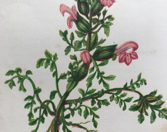1852 Original Antique Hand-Coloured Anne Pratt Botanical Illustration - Dwarf Red Rattle - Botany - Garden - Available Framed