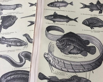 1895 Set of 2 Fish Original Antique Prints - Ichthyology - Ocean Wildlife - Marine Decor - Vintage Wall Decor