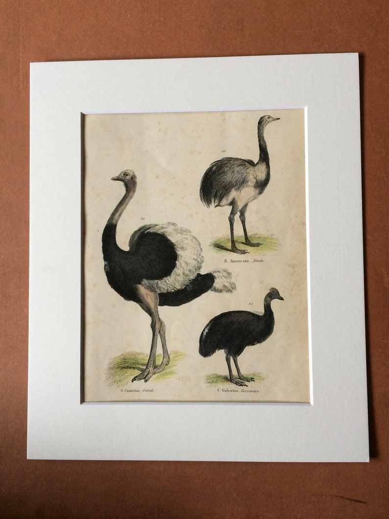 1862 Ostrich Nandu Cassowary Original Antique Hand Coloured Engraving Available Mounted, Matted and Framed Ornithology image 2