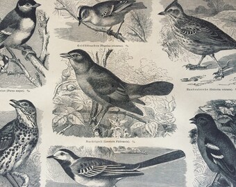 1878 Song Birds Original Antique Print - Available Framed - Ornithology - Vintage Bird Art - Great Tit - Crested Lark