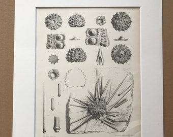 1857 Original Antique Engraving - Fossil Echinodermata of the Oolitic Formations- Palaeontology - Mounted and Matted - Available Framed