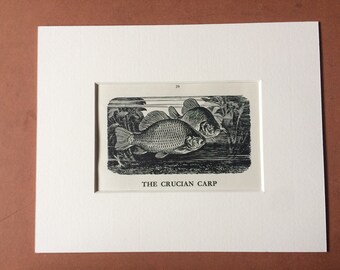 1958 The Crucian Carp Original Vintage Print - Mounted and Matted - Fish - Angling - Fishing - Cabin Decor - Available Framed