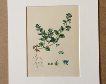 1866 Original Antique Botanical Hand-Coloured Engraving - Green Procumbent Speedwell - Mounted and Matted - Decorative Wall Art - Botany