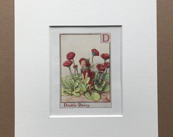 Double Daisy Letter D 1930s Flower Fairy Alphabet Original Vintage Print - Cicely Mary Barker - 8 x 10 inches - Matted & Available Framed