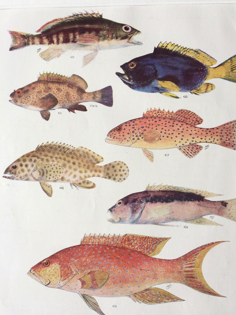 Marine Species 1950 Original Vintage Fish Print Sealife Available Framed Ocean Decor Tropical Fish Mounted and Matted