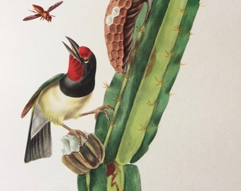 1960 Large Original Vintage Bird Print, 11.5 x 17 inches, Cabezon a Plastron Noir, Vintage Decor, Ornithology, Tropical Colourful Wall Art