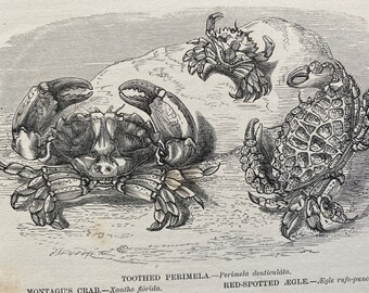 1863 Toothed Perimela, Montagu's Crab and Red-Spotted Aegle Original Antique Print - Crustacean - Ocean Wildlife - Available Framed