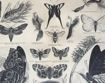 1878 Butterflies Original Antique Print - Available Framed - Lepidoptera - Butterfly - Insect Art - Victorian Decor