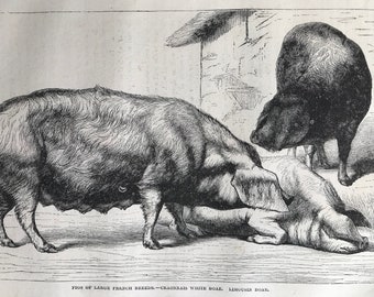 c.1860 Original Antique Print - Pigs of Large French Breeds Craonnais White Boar, Limousin Boar - Mounted and Matted - Available Framed