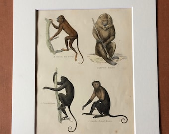 1862 Monkeys - Howler Mandrill Coaita Horned Original Antique Hand Coloured Engraving - Available Mounted, Matted and Framed - Wildlife