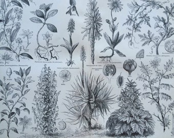 1897 Medicinal Plants Original Antique Botanical Print - Available Framed - Botanical Art - Herbal Health - Botany