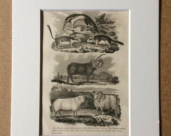 1809 Original Antique Engraving - Dormouse, Ram, Sheep, Anteater - Vintage Animal Art - Available Matted and Framed