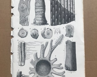 1858 Original Antique Engraving - Remains of Plants, of extinct Families, from the Coal Formation - Geology - Palaeontology - Decorative Art