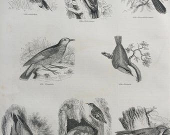 1856 Large Original Antique Bird Engraving - Ovenbird, Wallcreeper, Climacteris, Nuthatch, Creeper - Ornithology - Wall Decor