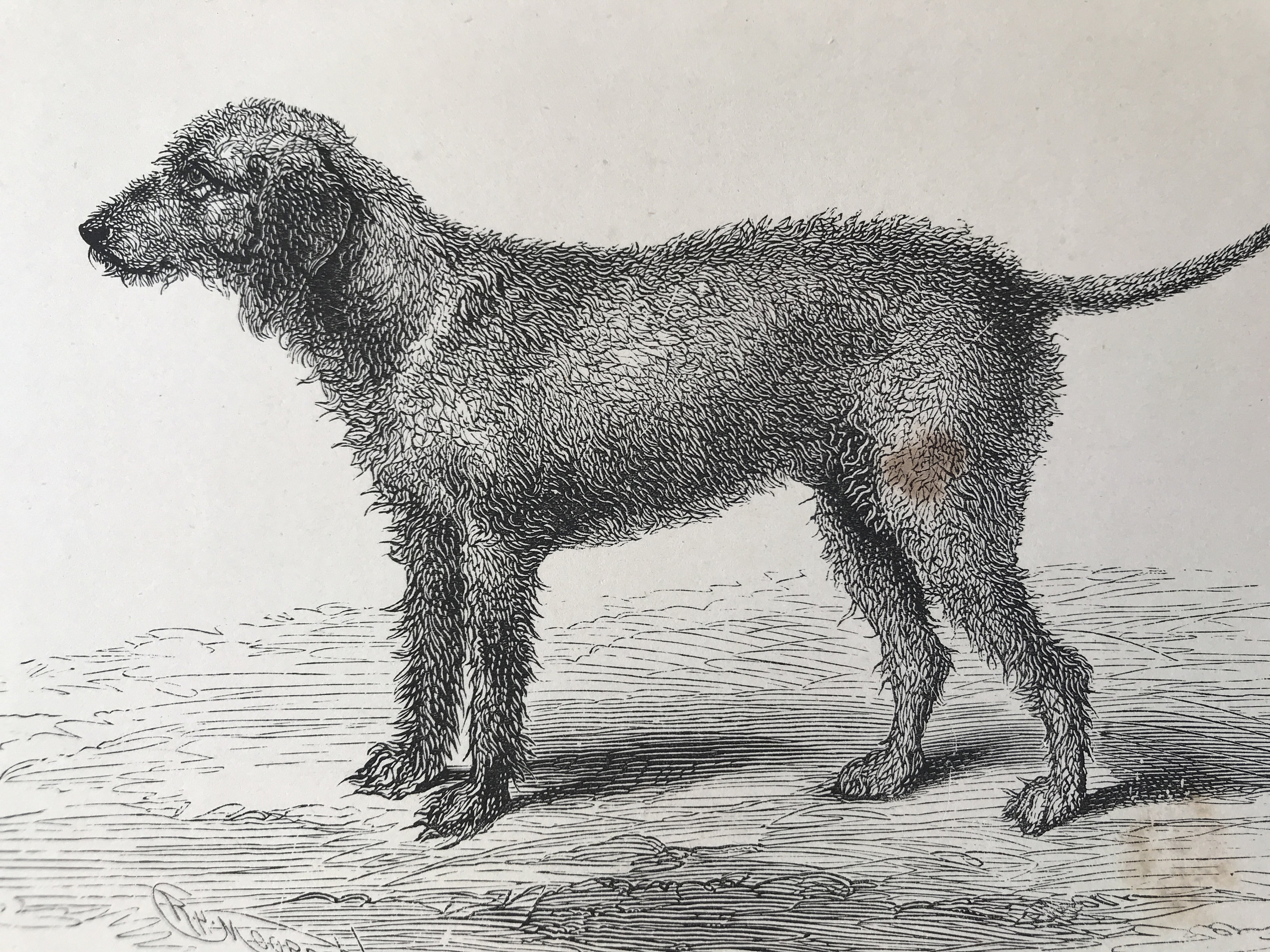 bedlington terrier matted fur
