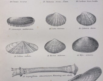 1891 LAMELLIBRANCHIATA Original Antique Encyclopaedia Illustration - Marine wall decor - home decor - Mollusc - Bathroom Decor