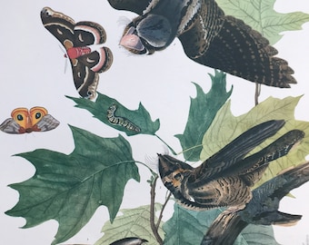 Whip-Poor-Will Large Original Vintage 1964  Audubon Print, 14 x 17 inches, Bird Decor, Vintage Decor, Ornithology