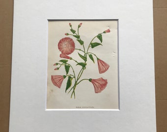 1852 Original Antique Hand-Coloured Anne Pratt Botanical Illustration - Field Convolvulus - Botany - Garden - Available Framed
