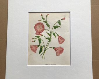 1852 Original Antique Hand-Coloured Anne Pratt Botanical Illustration - Field Convolvulus - Botany - Garden - Available Framed