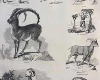 1856 Large Original Antique Engraving - Goat, Ibex, Long-eared Syrian Goats, Bezoar Goat, Barbary Sheep, Aoudad, Paseng, Wildlife Wall Decor