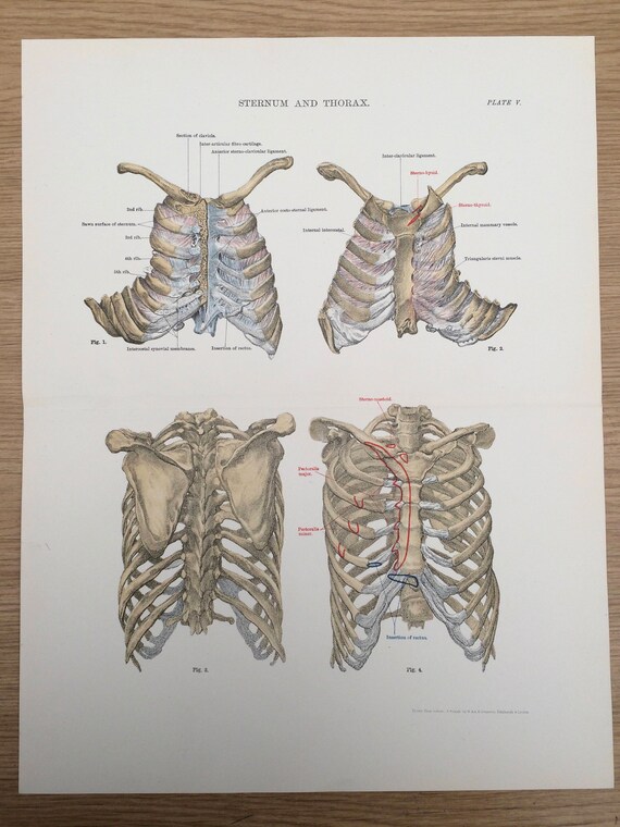 Sternum Anatomy
