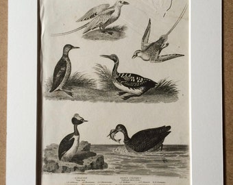 1819 Original Antique Engraving - Ornithology - Tropic Bird, Guillemot, Diver, Grebe - Vintage Bird Art - Available Matted and Framed