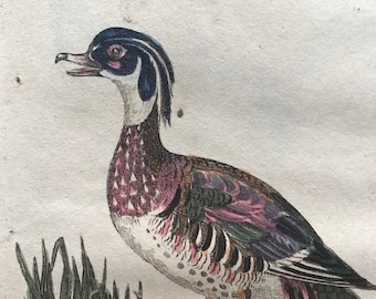 1815 Summer Duck Original Antique Hand-Coloured Engraving - Ornithology - Vintage Bird Art - Mounted and Matted - Available Framed