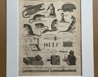 1806 Opossums, Kangaroo, Dioptrics, Photography Original Antique Engraving - Encyclopaedia - Mounted and Matted - Available Framed