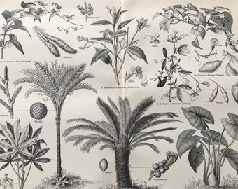 1897 Edible Plants Original Antique Botanical Print - Available Framed - Sago Palm - Vintage Wall Decor