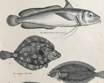 1862 Original Antique Engraving - Available Mounted, Matted and Framed - Cod, Fork-Beard Fish, Flounder, Whiff, Common Sole, Remora