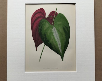 1872 Original Antique Hand Coloured Botanical Illustration - Botany - Beautiful Leaved Plant - Dioscorea - Available Matted & Framed