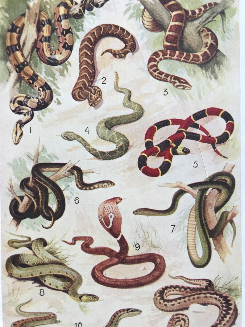 40er Jahre Schlangen Harmlos, gift und zerdrückend Original Vintage Druck montiert und mattiert Herpetologie Reptil Verfügbar gerahmt Bild 1