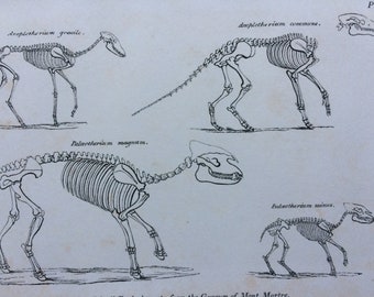 1836 Original Antique Engraving - Skeletons of fossil Pachydermata - Palaeontology - Mounted and Matted - Decorative Art - Available Framed