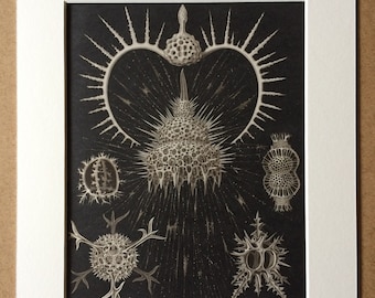 1968 Vintage Marine Species Print - Available Framed - 14 x 11 inches - Ocean Wildlife - Marine Decor - Natural History