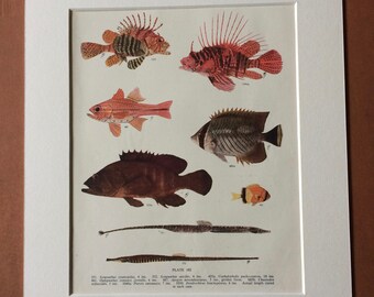 1950 Original Vintage Fish Print - Mounted and Matted - Available Framed - Tropical Fish - Marine Species - Sealife - Ocean Decor