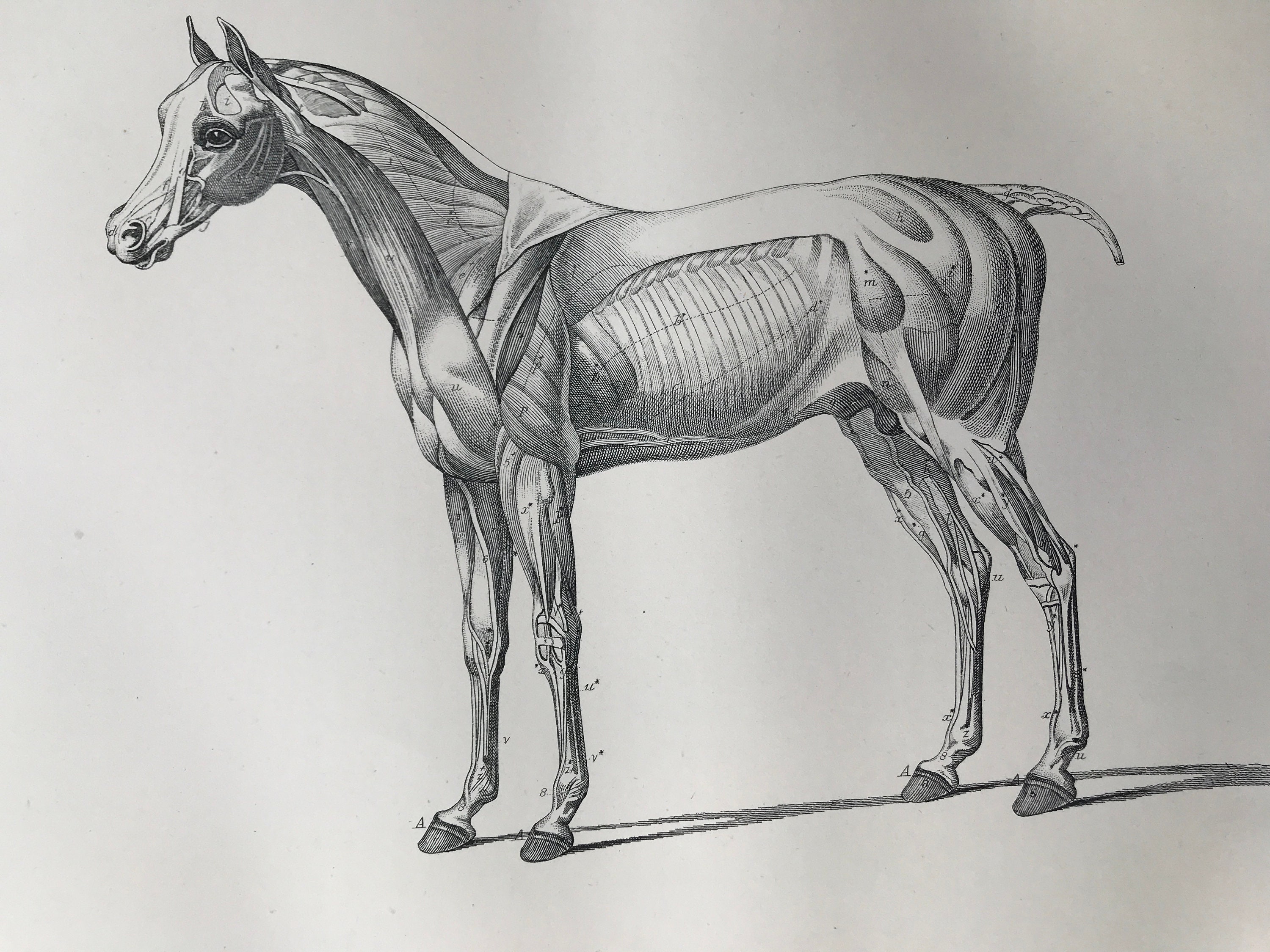 1880 Equine Anatomy The Muscles of the Horse Original Antique Print