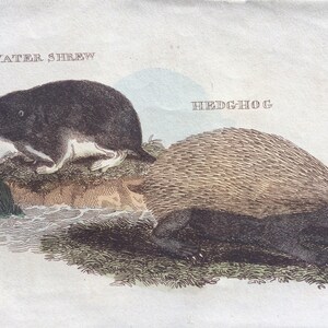1811 Original Antique Hand-Coloured Engraving - Water Shrew and Hedgehog - Wildlife - Wall Decor - Zoology - Insectivora