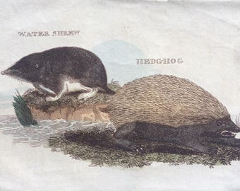 1811 Original Antique Hand-Coloured Engraving - Water Shrew and Hedgehog - Wildlife - Wall Decor - Zoology - Insectivora