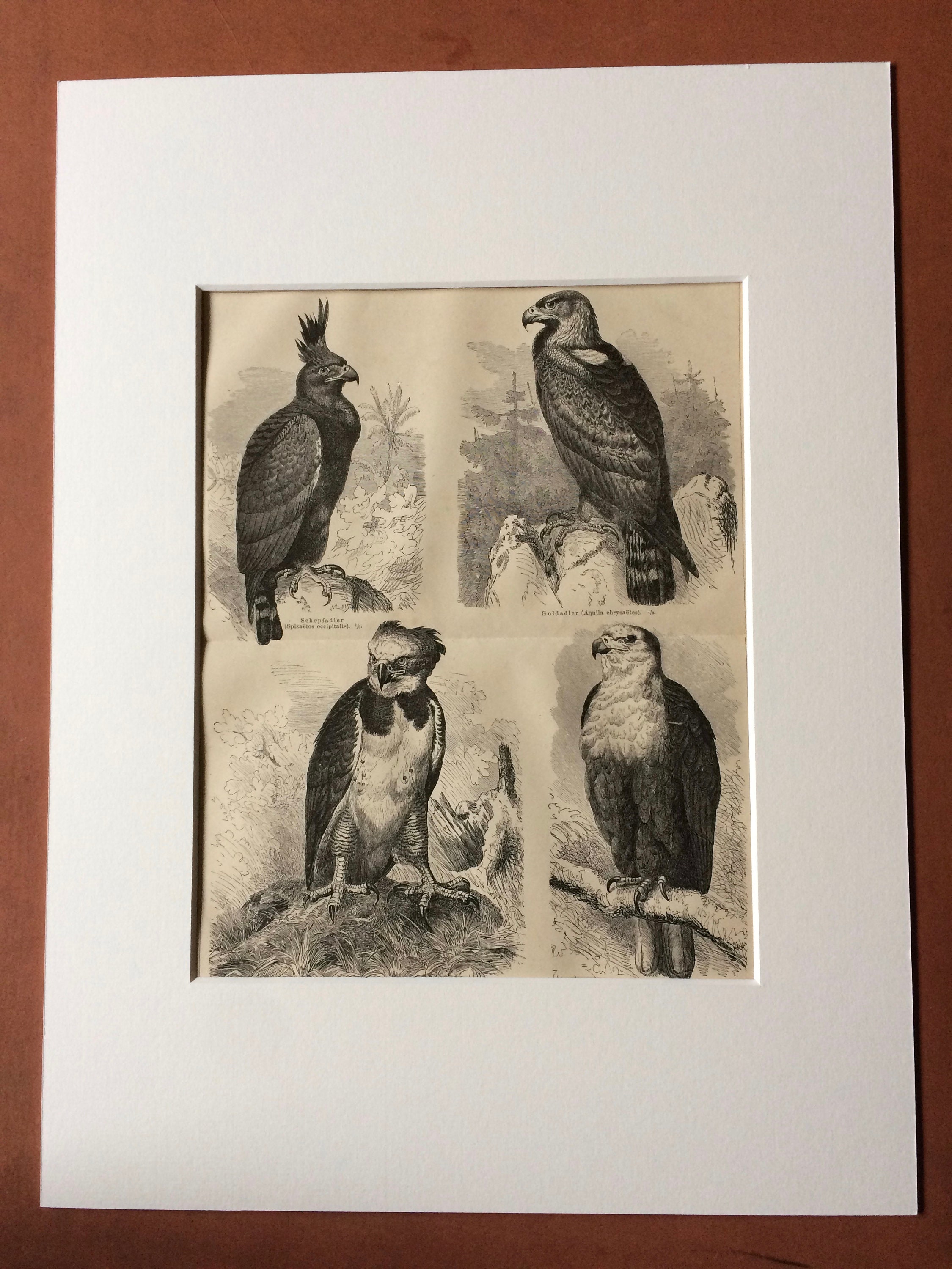 1874 Eagles Large Original Antique print Available Mounted and Matted