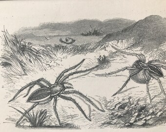 1863 Fishing Spiders Original Antique Print - Arachnida - Entomology - Insect - Mounted and Matted - Available Framed