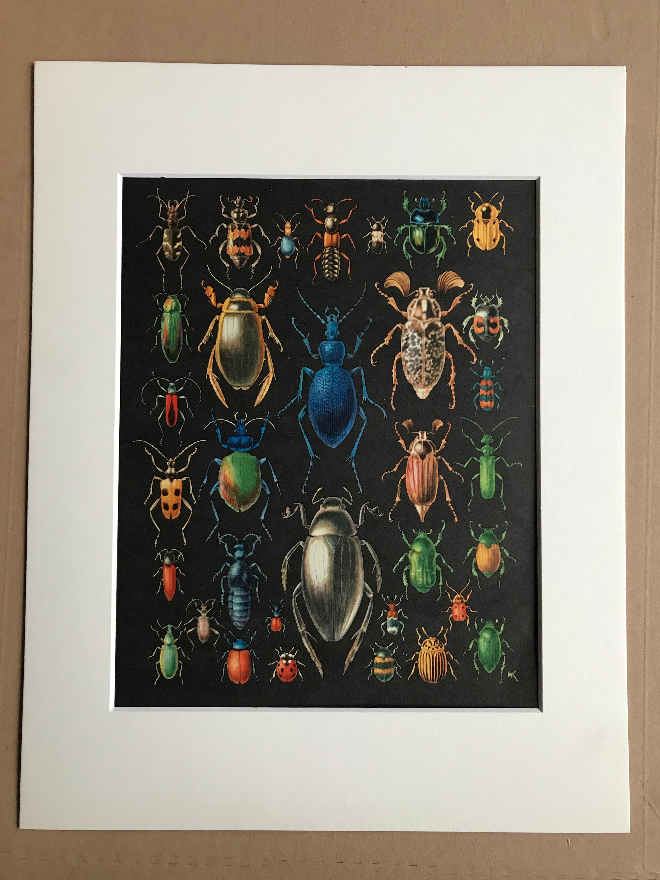 1968 Beetles Original Vintage Print - Entomology - Beetle - Bug ...