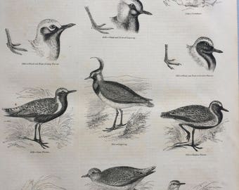 1856 Large Original Antique Bird Engraving - Dotterel, Lapwing, Plover, Turnstone, Golden Plover, Grey Plover - Ornithology - Wall Decor